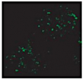 VPS35 | Vacuolar protein sorting-associated protein 35B (marker of PVC)